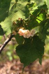 Dombeya burgessiae
