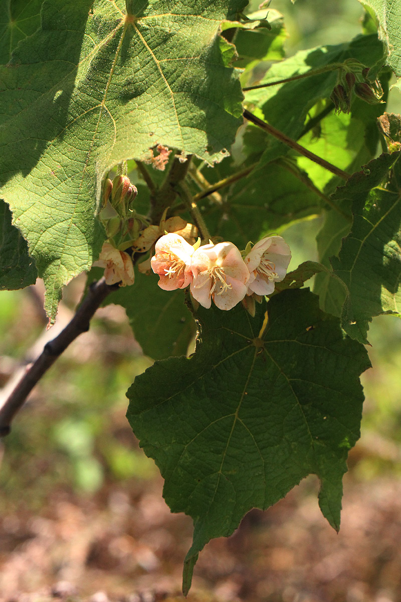 Dombeya burgessiae