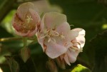Dombeya burgessiae