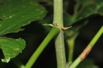 Dombeya kirkii