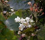 Dombeya kirkii