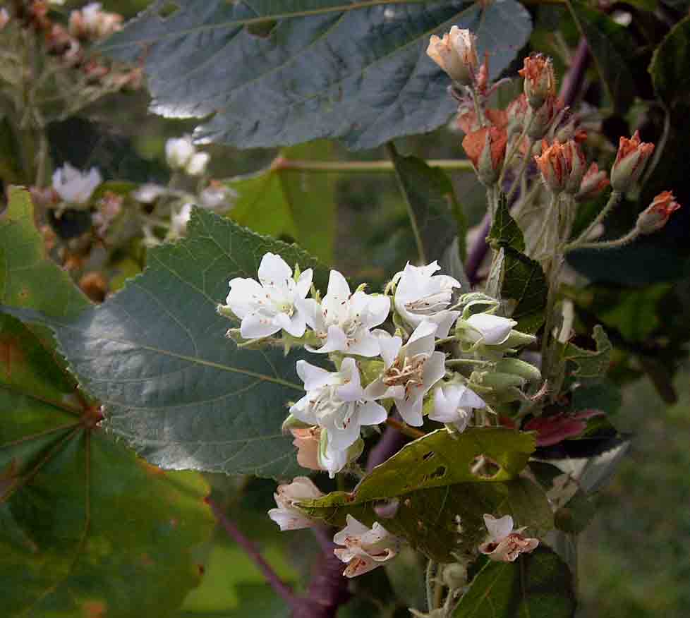 Dombeya kirkii