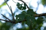 Dombeya kirkii