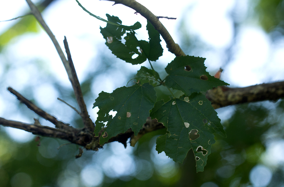 Dombeya kirkii