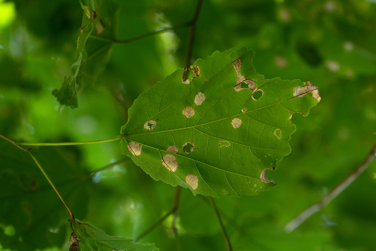 Dombeya kirkii
