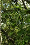 Dombeya kirkii