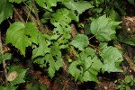 Dombeya kirkii
