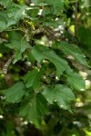 Dombeya kirkii