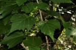 Dombeya kirkii