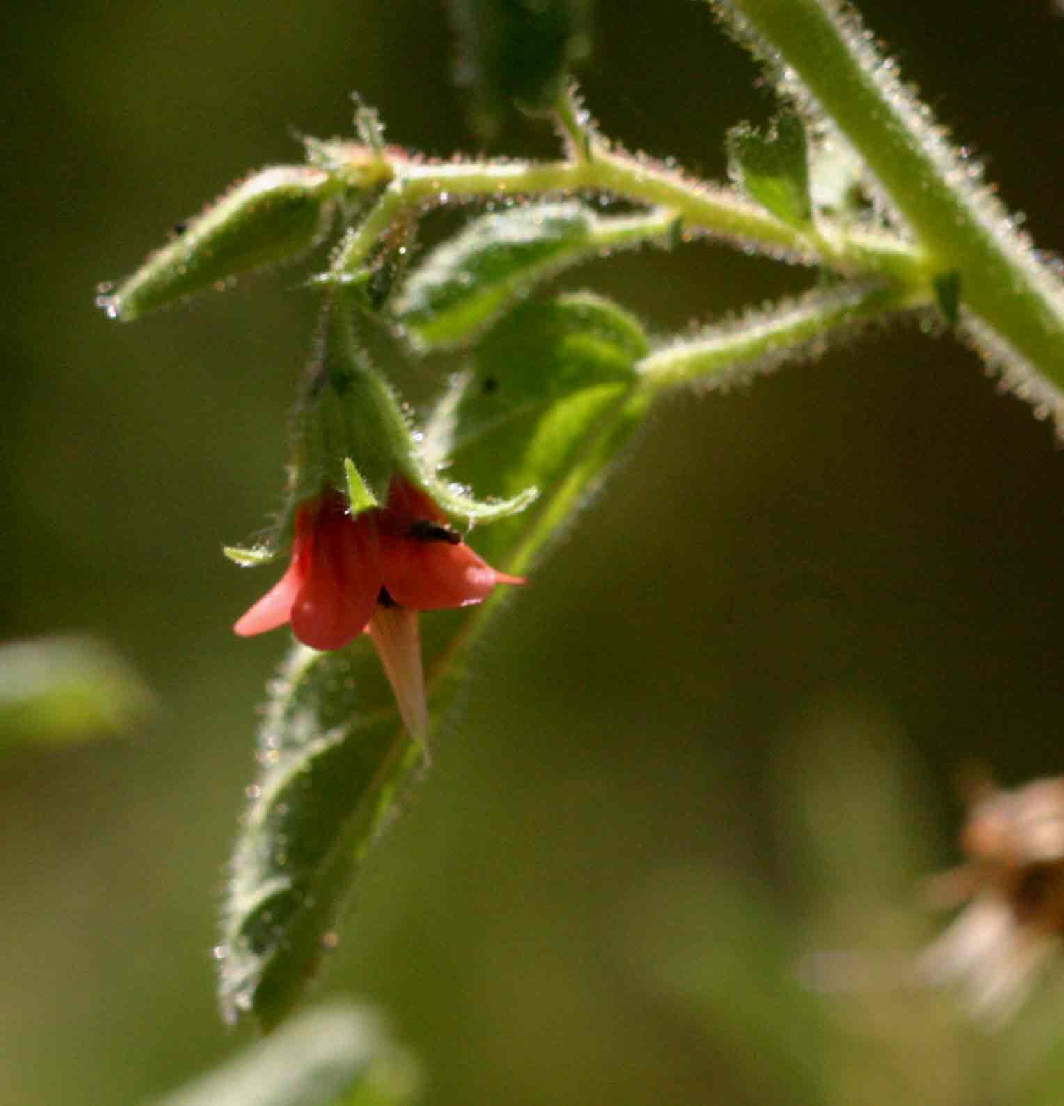 Hermannia glanduligera