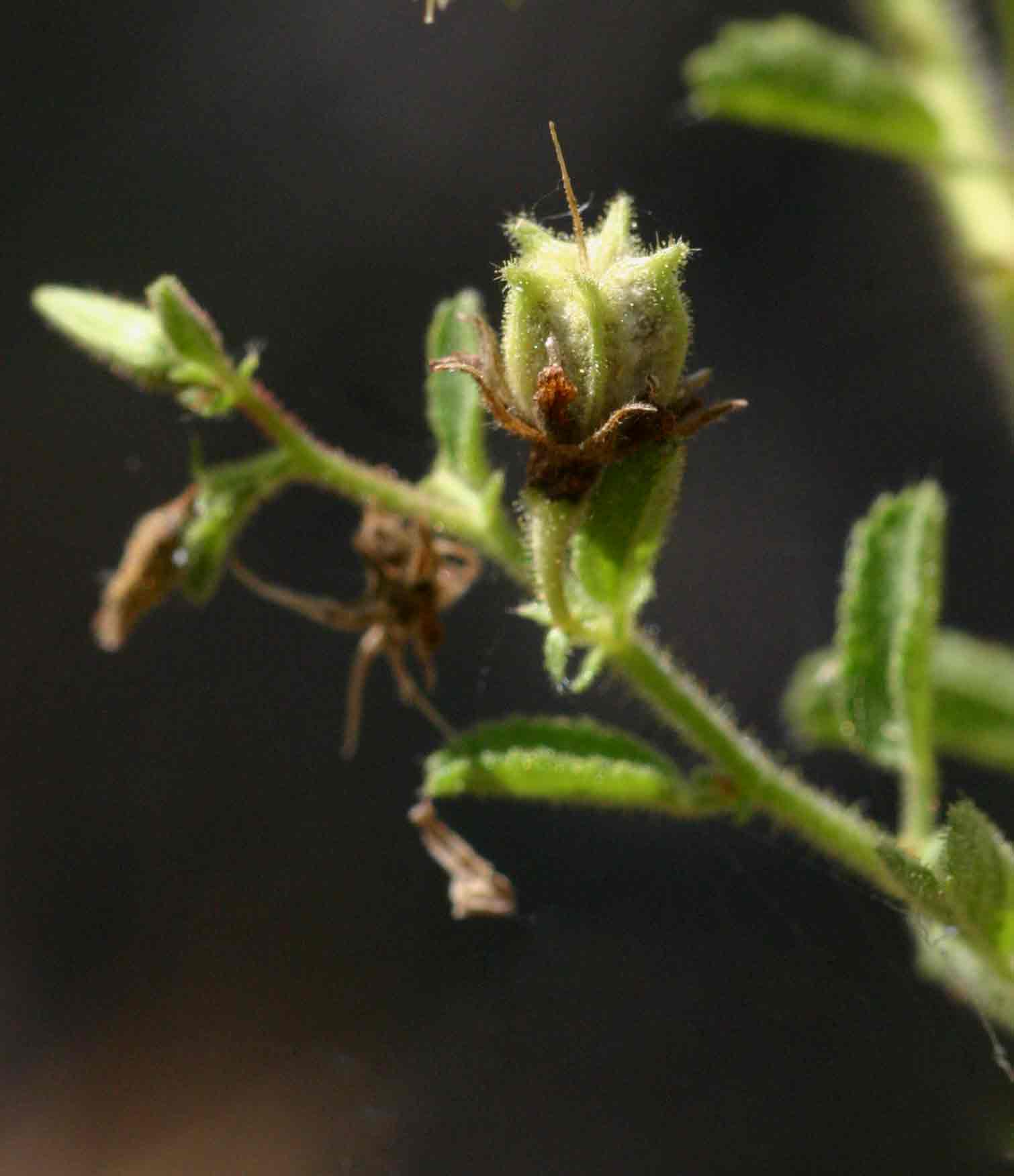 Hermannia glanduligera