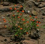 Hermannia kirkii