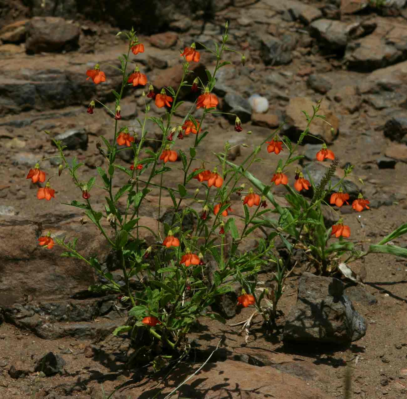 Hermannia kirkii