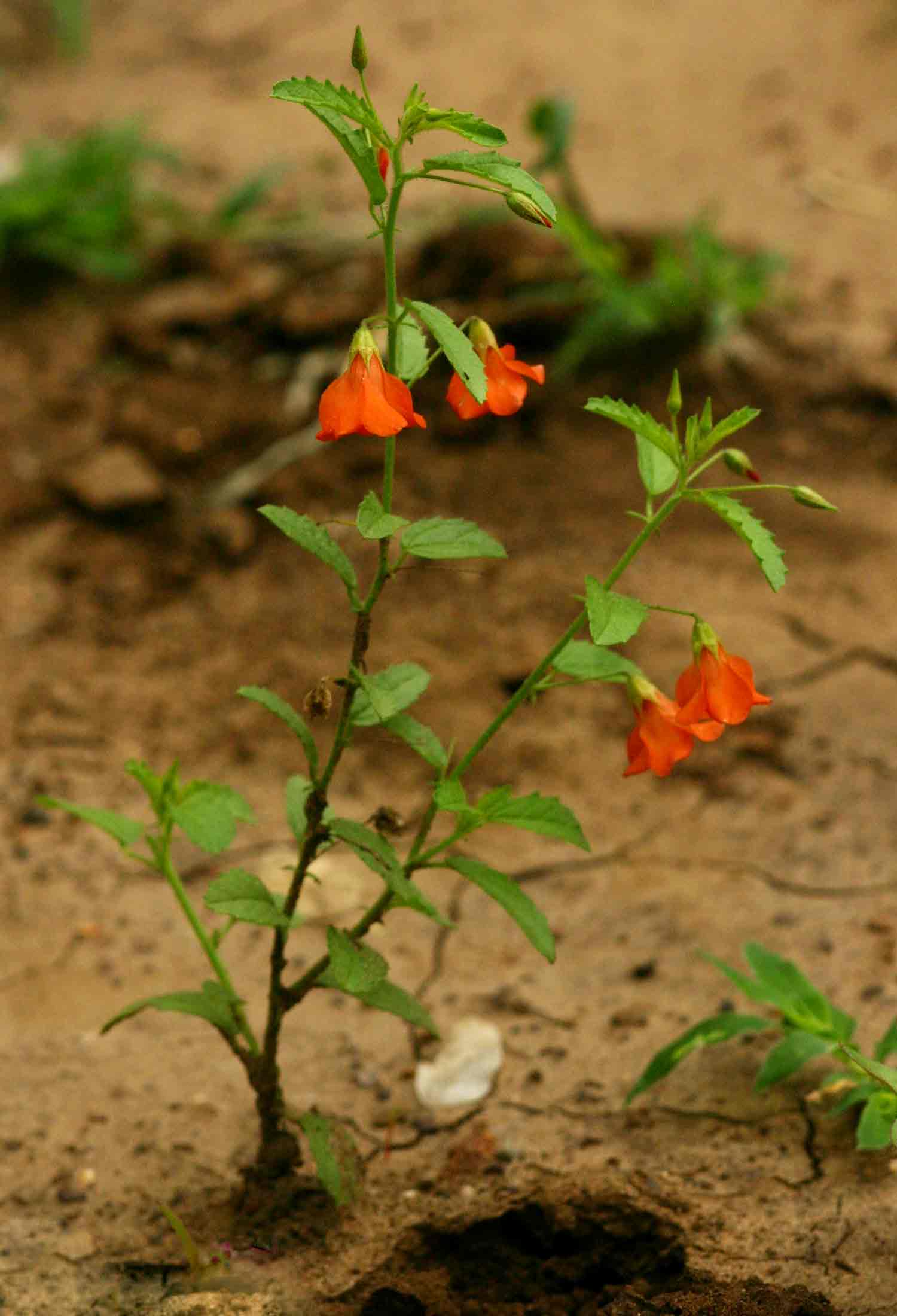 Hermannia kirkii