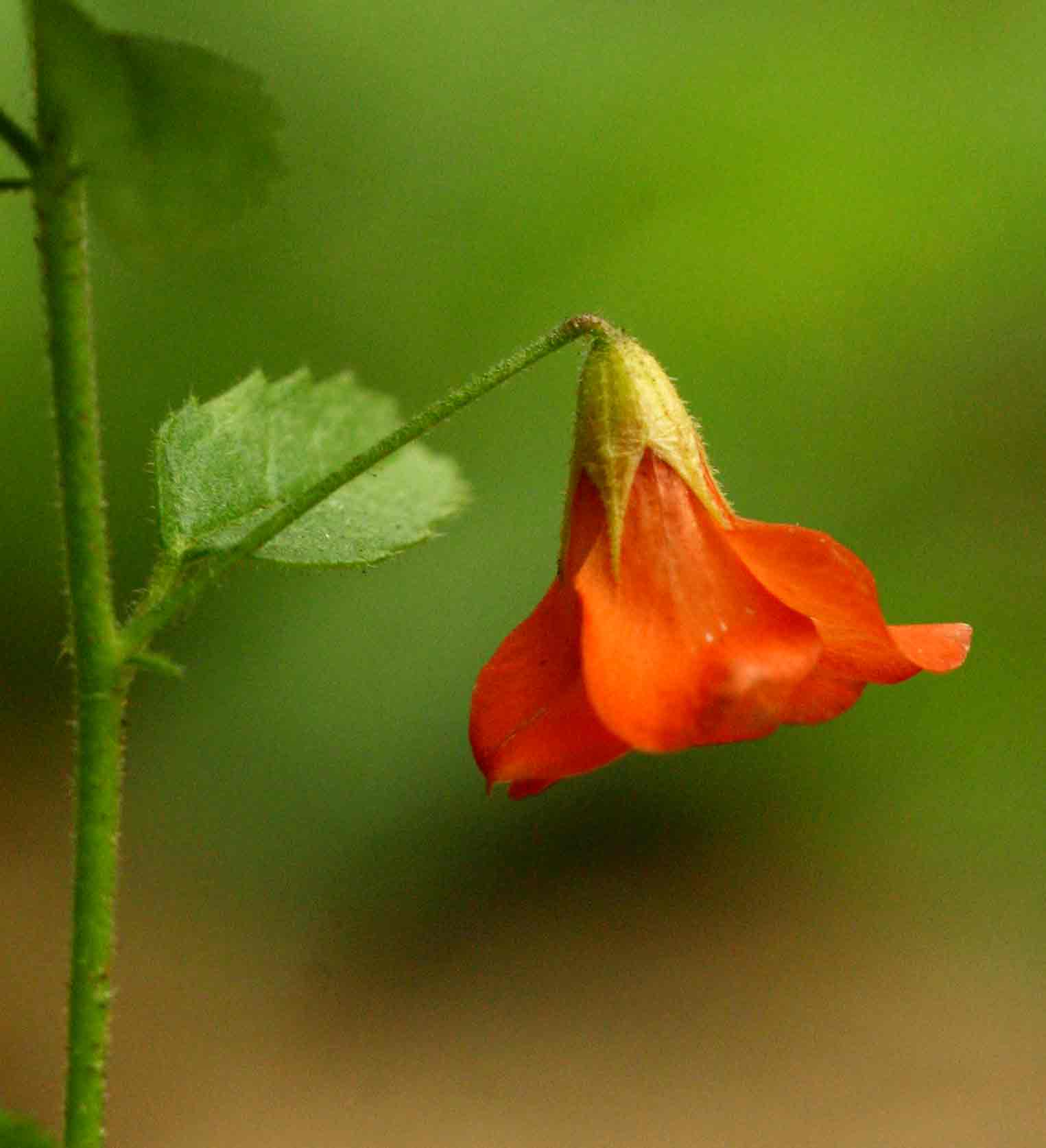 Hermannia kirkii