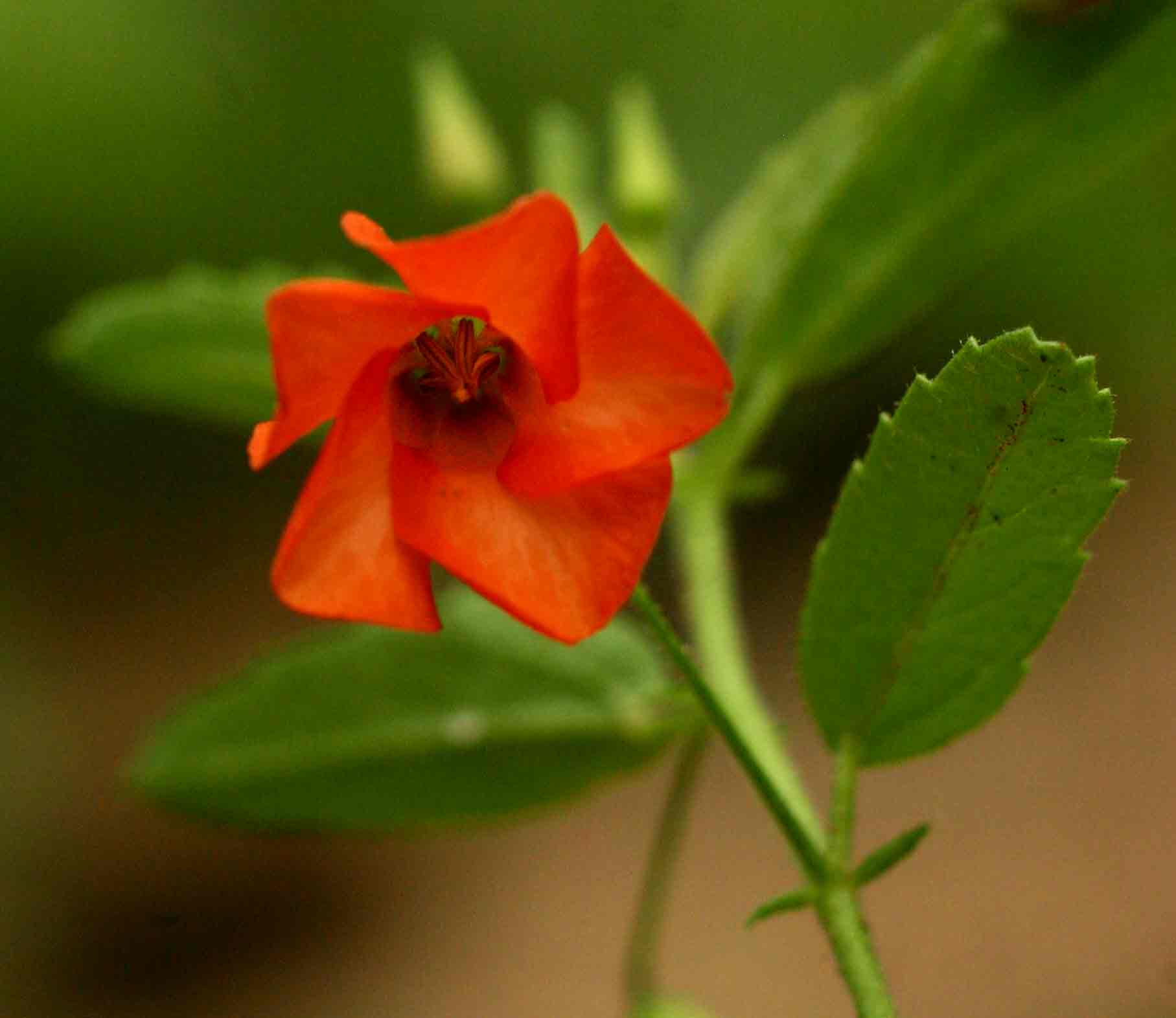 Hermannia kirkii