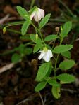 Hermannia kirkii