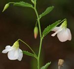 Hermannia kirkii