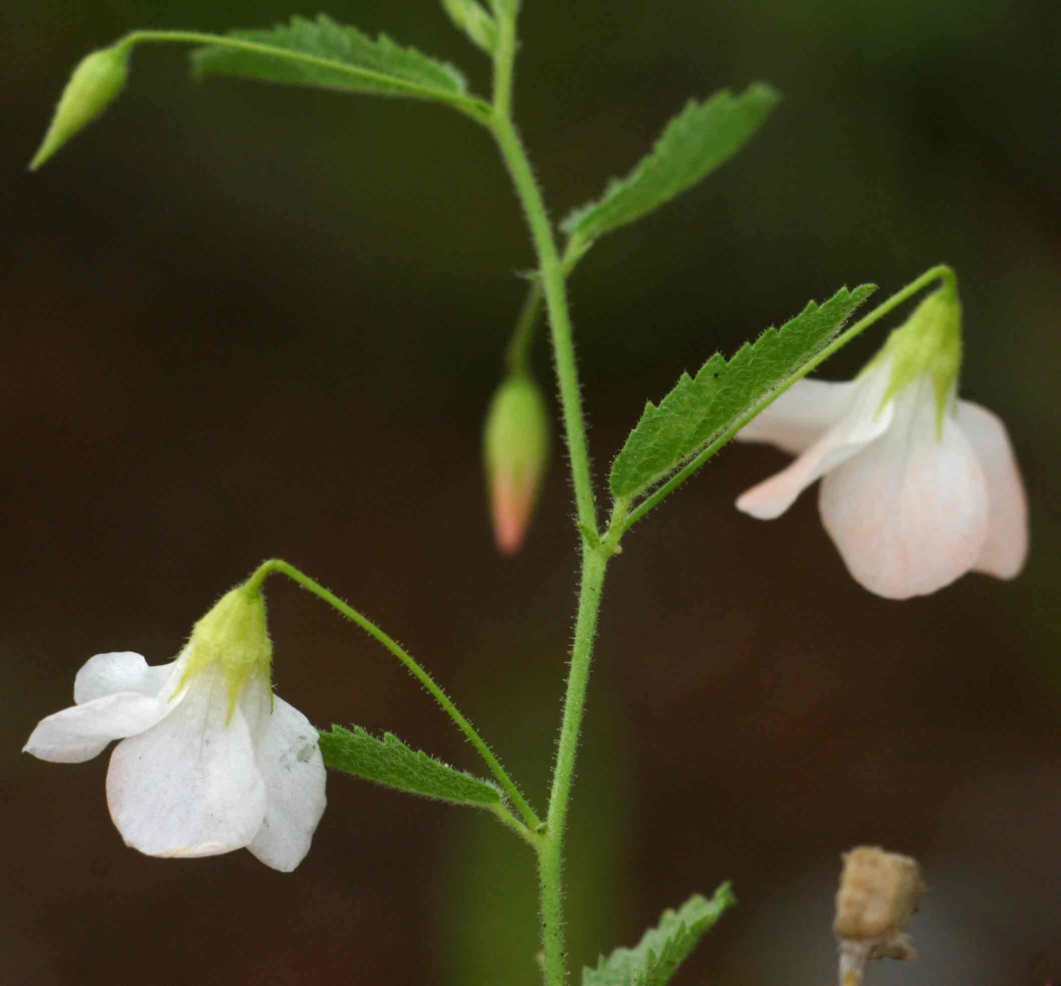 Hermannia kirkii