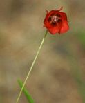 Hermannia modesta