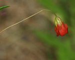 Hermannia modesta