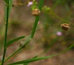 Hermannia modesta