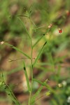 Hermannia modesta