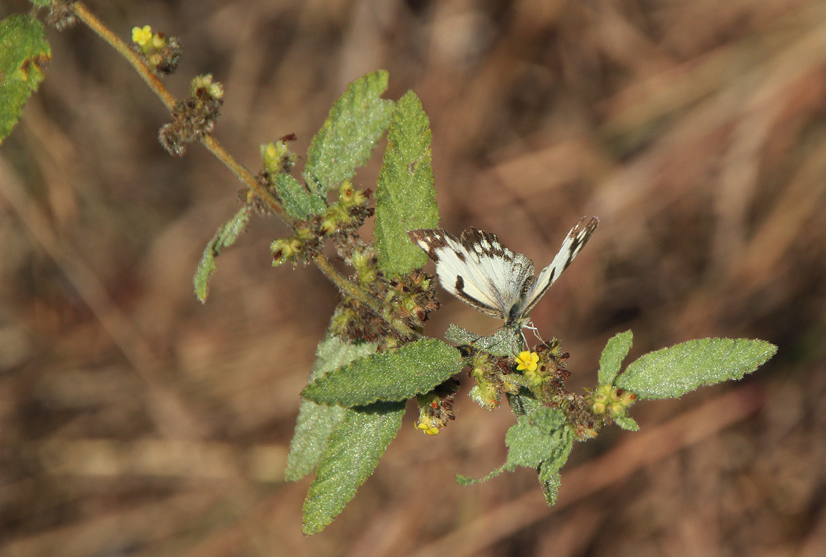 Waltheria indica