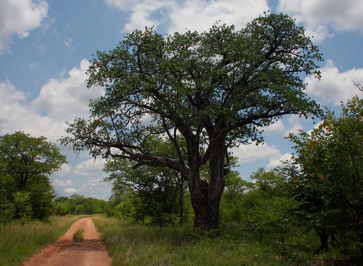 Sterculia africana