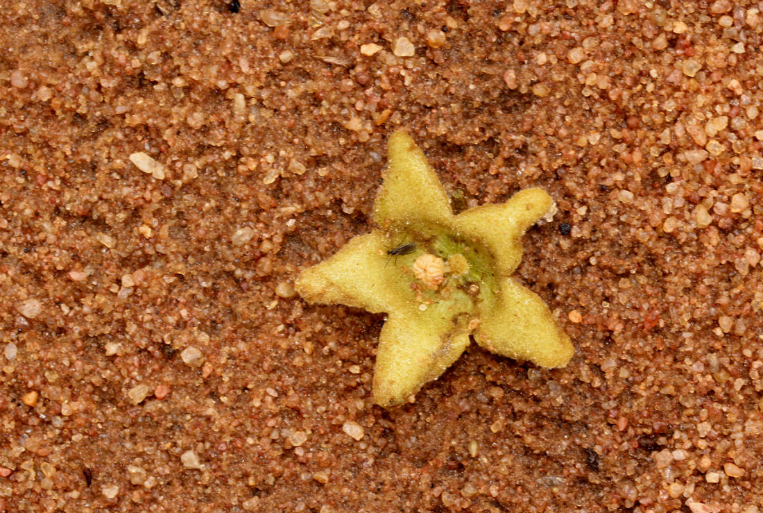 Sterculia appendiculata