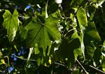 Sterculia appendiculata