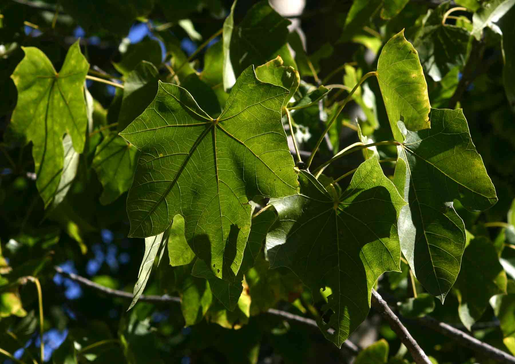 Sterculia appendiculata