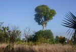 Sterculia appendiculata