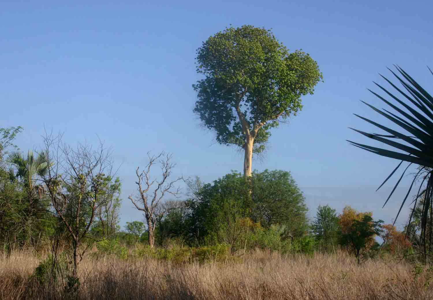 Sterculia appendiculata