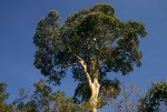 Sterculia appendiculata