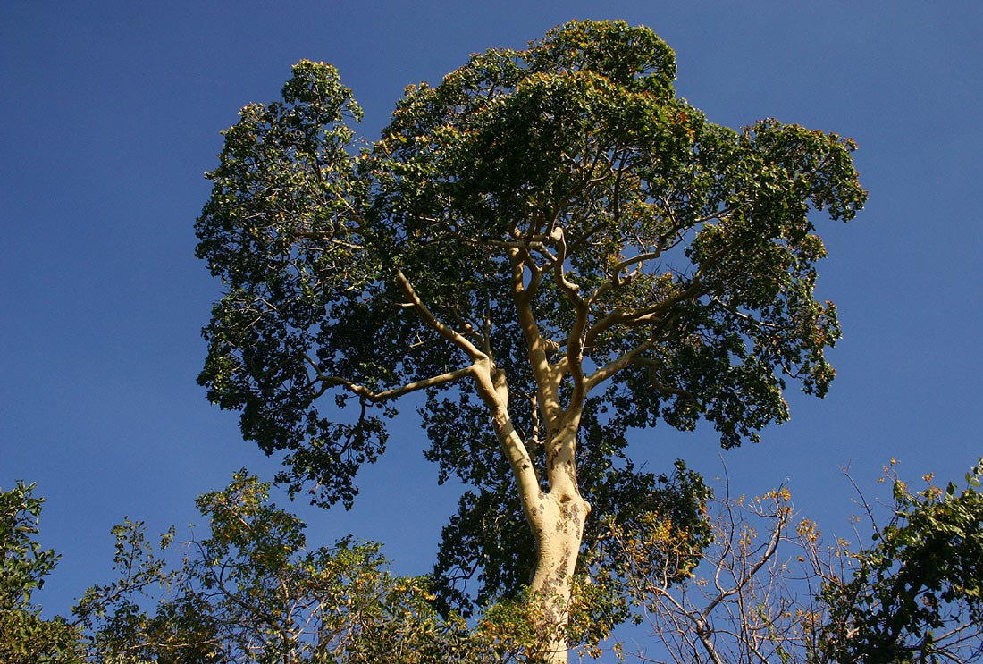 Sterculia appendiculata