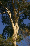 Sterculia appendiculata