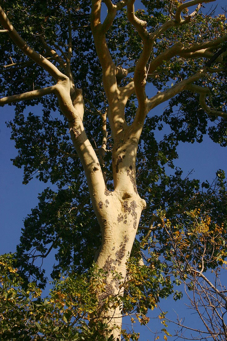 Sterculia appendiculata