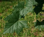 Sterculia appendiculata