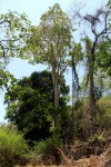 Sterculia appendiculata