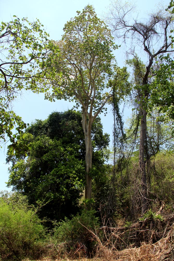 Sterculia appendiculata