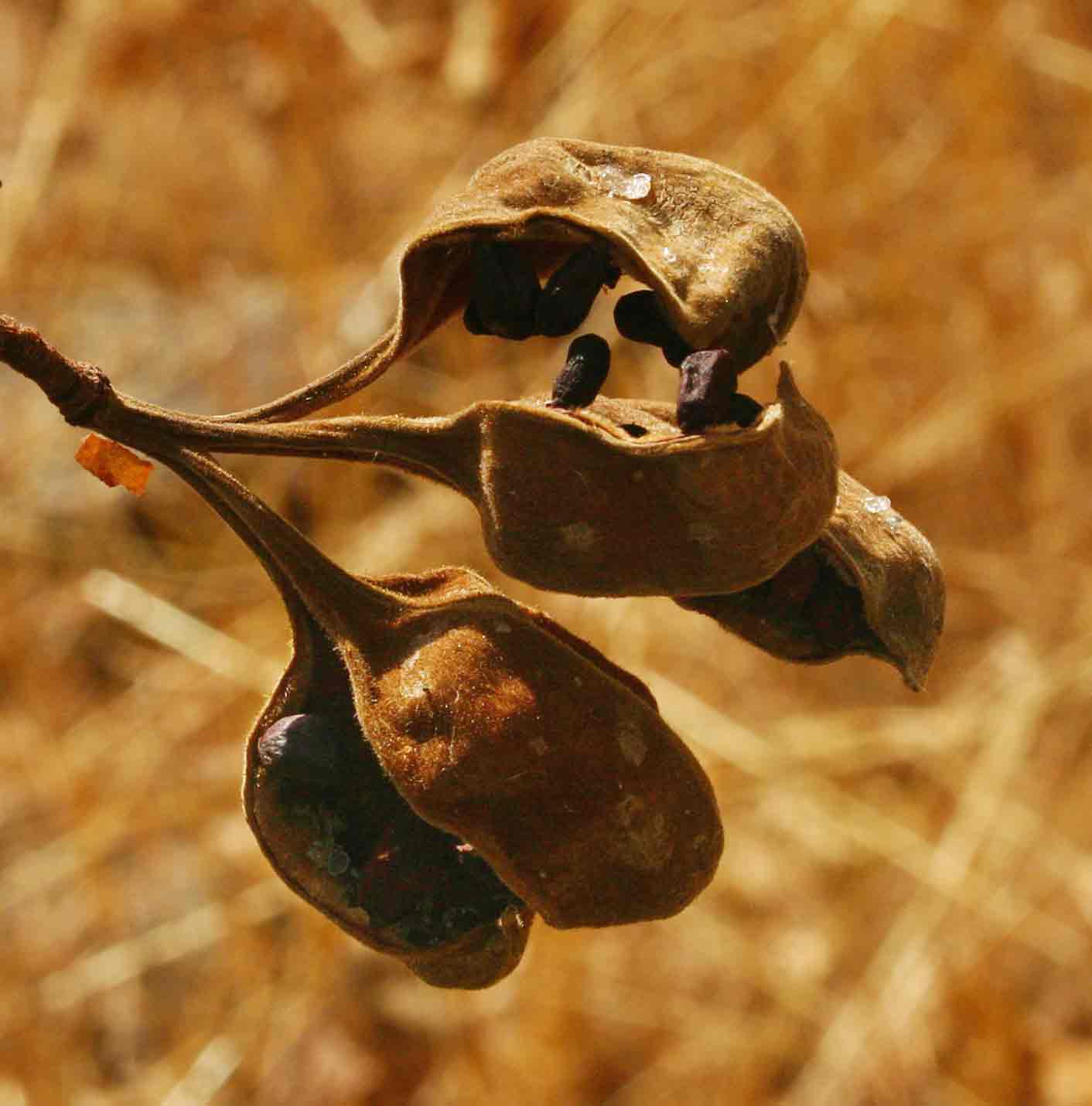 Sterculia quinqueloba