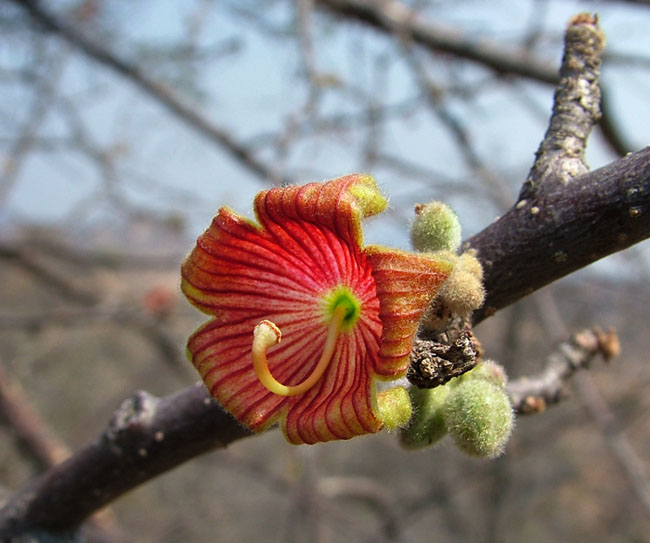 Sterculia rogersii
