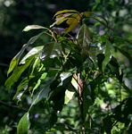 Cola greenwayi