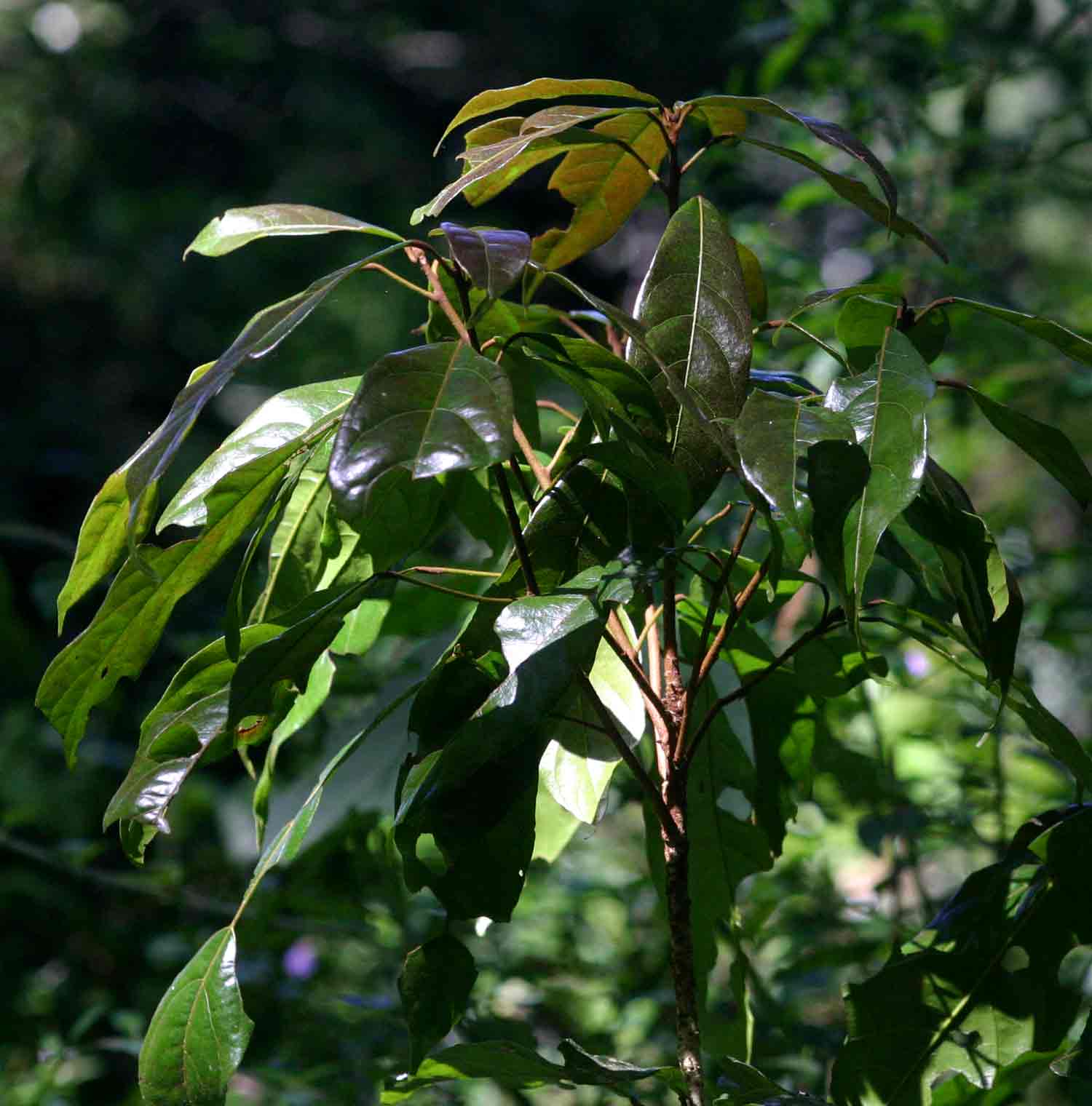 Cola greenwayi