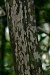 Ochna arborea var. oconnorii