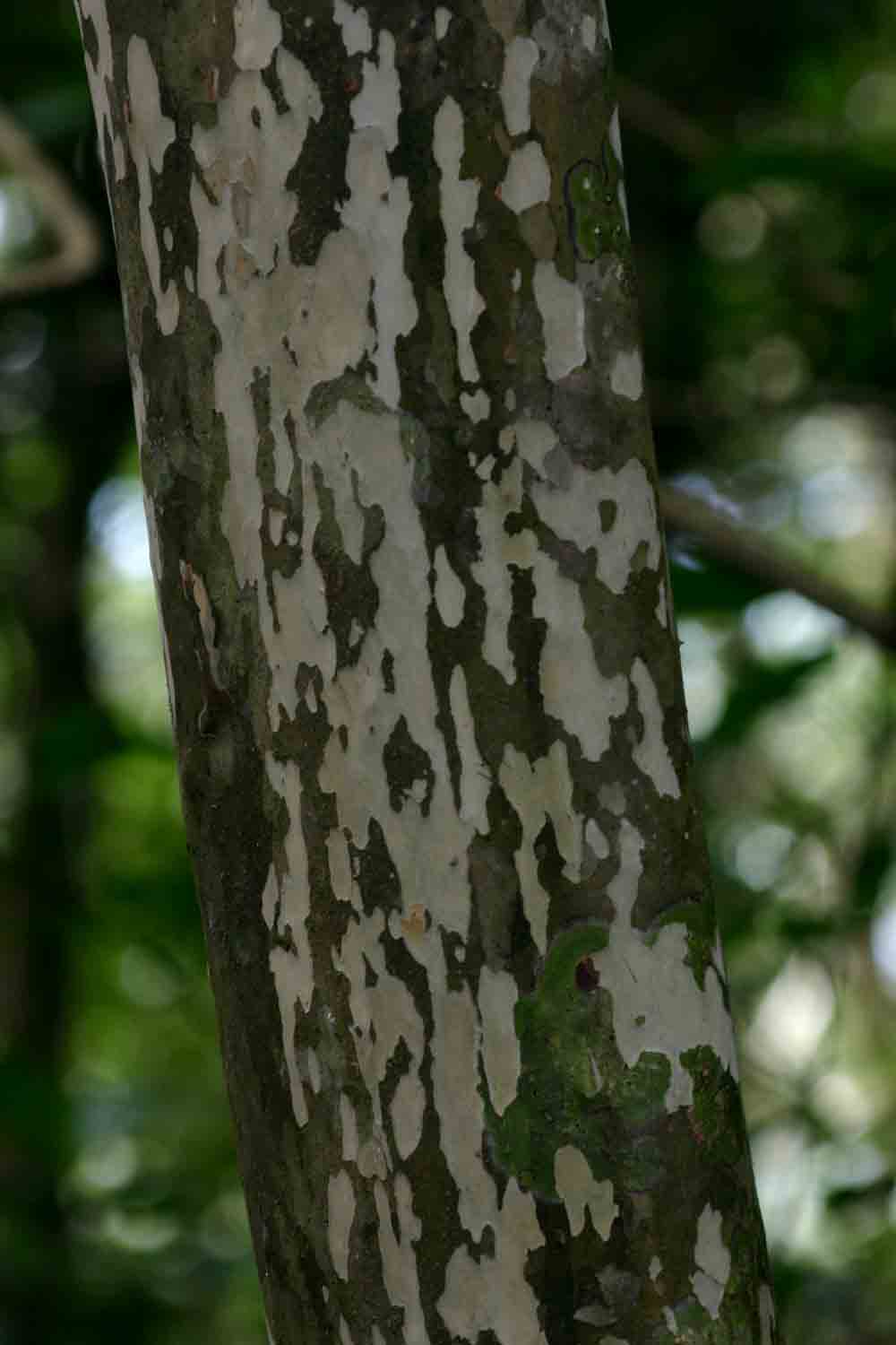 Ochna arborea var. oconnorii