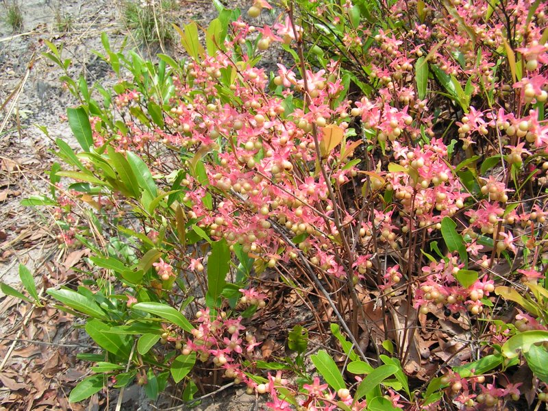 Ochna arenaria