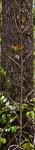Ochna atropurpurea
