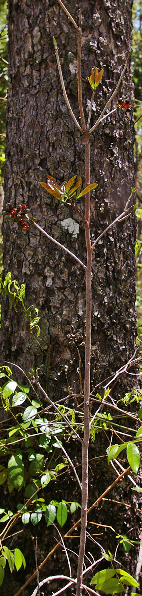 Ochna atropurpurea